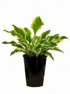 2 qt. Sun Hosta