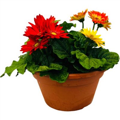 1.25 gal. Gerbera Bowl