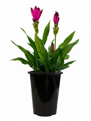 2 qt. Curcuma Prem