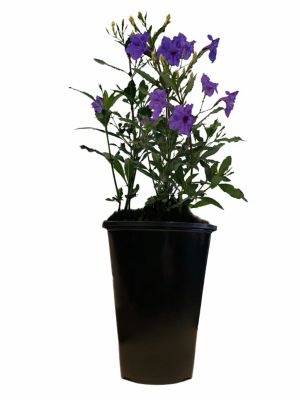2 qt. Ruellia