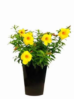 2 qt. Allamanda