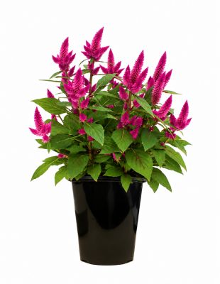 2 qt. Celosia Anthos, Purple