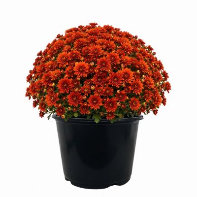 3 qt. Mum, Bronze