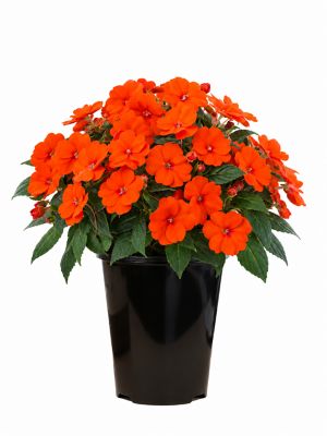 2 qt. Sunpatiens, Orange