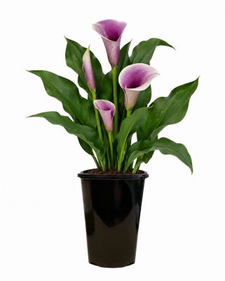 2 qt. Calla Lily Purple
