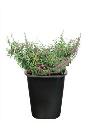 1 pt. Cuphea Mexican Heather Premium