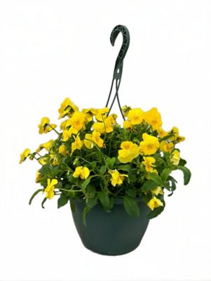 1.5 gal. Pansy Trailing Yellow Basic Herb