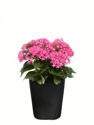 1 pt. Pentas Premium