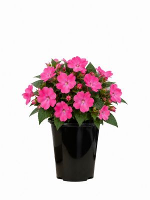 2 qt. Sunpatiens, Pink
