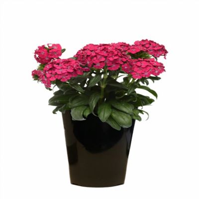 2 qt. Dianthus Jolt Pink