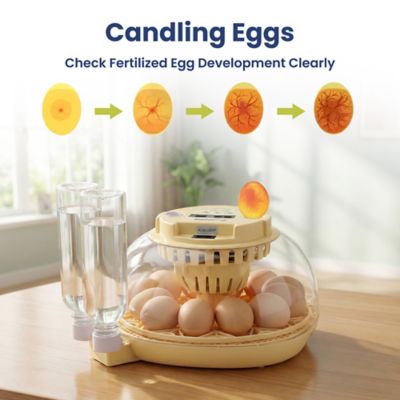 Image showing  Automatic 12-Egg Smart Incubator