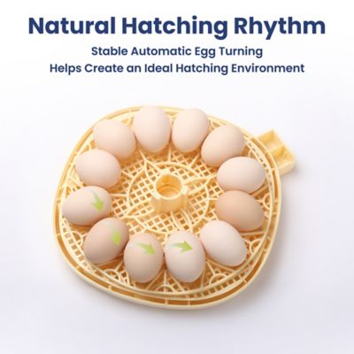 Image showing 6 th PawsPik Automatic 12-Egg Smart Incubator