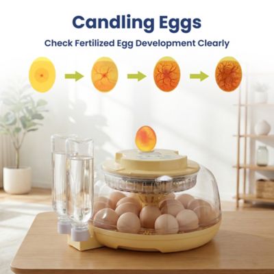 Image showing  Automatic 18-Egg Smart Incubator