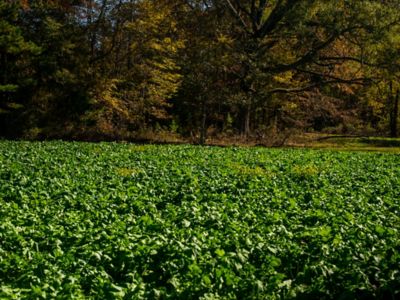 Image showing  Brassica Deer Plot 2.5 lb.