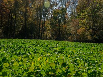 Image showing  Brassica Deer Plot 2.5 lb.