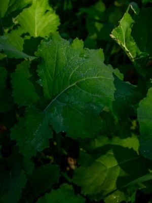 Image showing  Brassica Deer Plot 2.5 lb.
