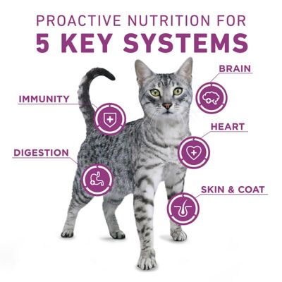Image showing  Plus Whole Body Support With Chicken Dry Cat Food Small