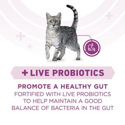 Image showing  Plus Whole Body Support With Chicken Dry Cat Food Small