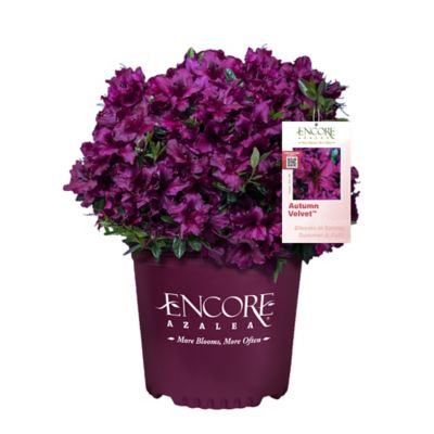 Encore Azalea 1 gal. Autumn Velvet Azalea Shrub