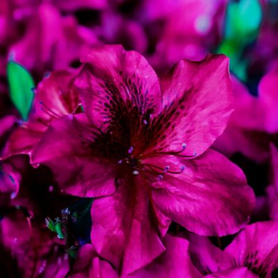 Image showing  1 gal. Autumn Velvet Azalea Shrub