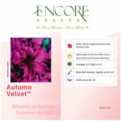 Image showing  1 gal. Autumn Velvet Azalea Shrub