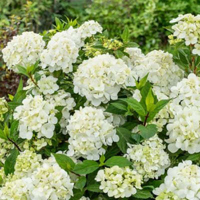 Image showing  Fairytrail White Hydrangea Shrub, 2 gal.