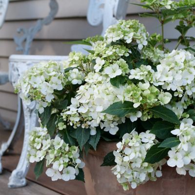 Image showing  Fairytrail White Hydrangea Shrub, 2 gal.