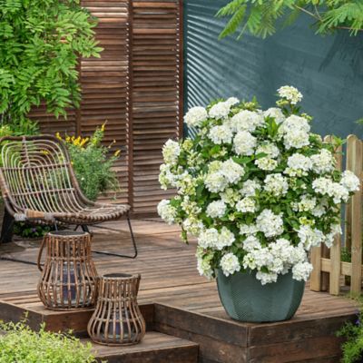 Image showing  Fairytrail White Hydrangea Shrub, 2 gal.