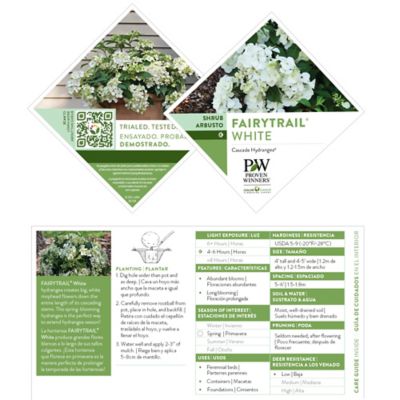 Image showing  Fairytrail White Hydrangea Shrub, 2 gal.