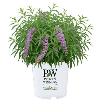 Proven Winners Mop Top Buddleia Shrub, 2 gal.