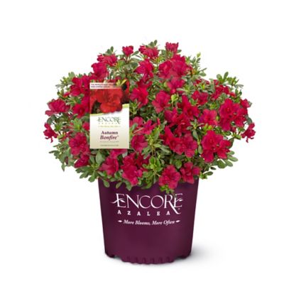 Encore Azalea Autumn Bonfire Azalea Shrub, 2 gal.