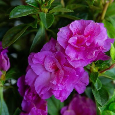Image showing  Autumn Majesty Azalea Shrub, 1 gal.