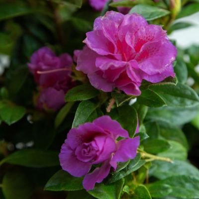 Image showing  Autumn Majesty Azalea Shrub, 1 gal.
