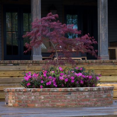 Image showing  Autumn Majesty Azalea Shrub, 1 gal.