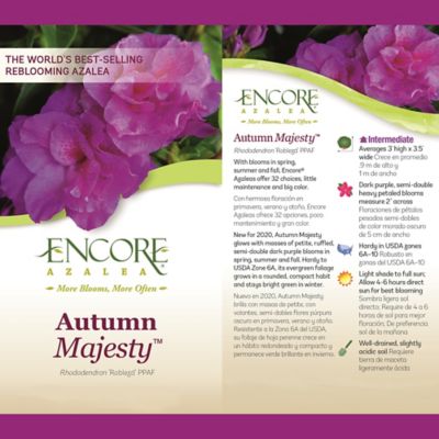 Image showing  Autumn Majesty Azalea Shrub, 1 gal.