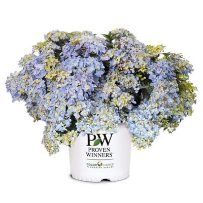 Proven Winners Fairytrail Fresco Hydrangea Shrub, 2 gal.