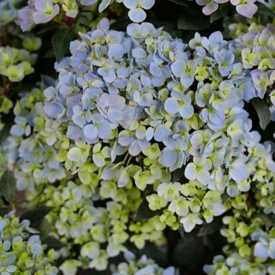 Image showing  Fairytrail Fresco Hydrangea Shrub, 2 gal.