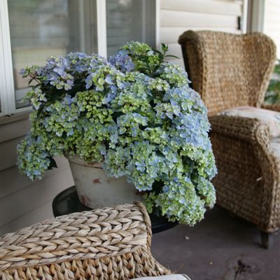 Image showing  Fairytrail Fresco Hydrangea Shrub, 2 gal.
