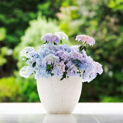 Image showing  Fairytrail Fresco Hydrangea Shrub, 2 gal.