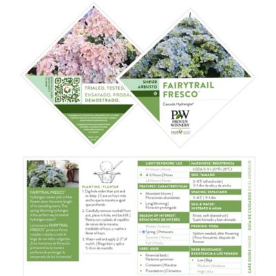 Image showing  Fairytrail Fresco Hydrangea Shrub, 2 gal.