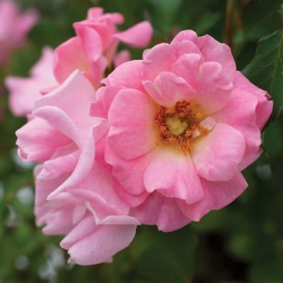 Image showing  Blushing Rose Shrub, 2 gal.