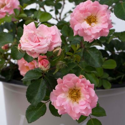 Image showing  Blushing Rose Shrub, 2 gal.