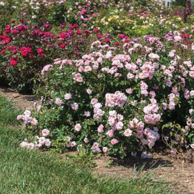 Image showing  Blushing Rose Shrub, 2 gal.