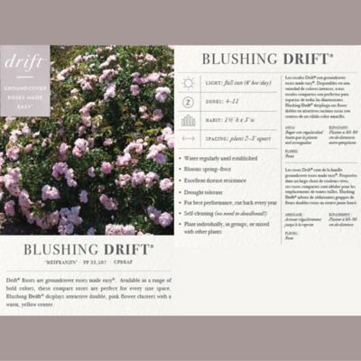 Image showing  Blushing Rose Shrub, 2 gal.