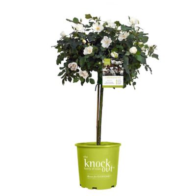 Knockout 3 gal. White Rose Tree Rose Shrub