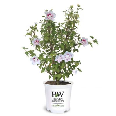 Proven Winners Starblast Chiffon Hibiscus Shrub, 2 gal.