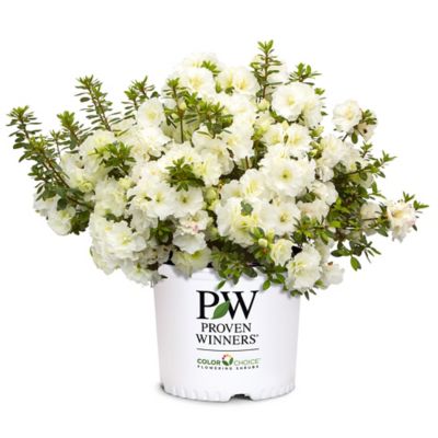 Proven Winners Perfecto Mundo Double White Azalea Shrub, 2 gal.