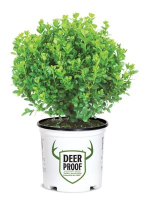 Proven Winners 5 gal. Sprinter Boxwood Shrub