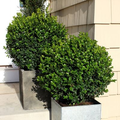 Image showing  5 gal. Sprinter Boxwood Shrub