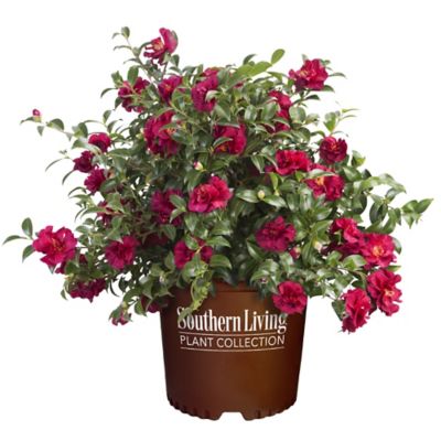 Southern Living October Magic Ruby Camellia Shrub, 1 gal.